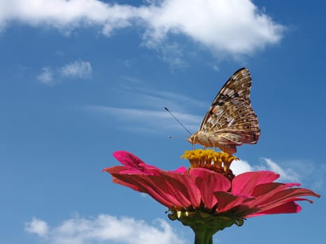 butterfly on flower over blue sky