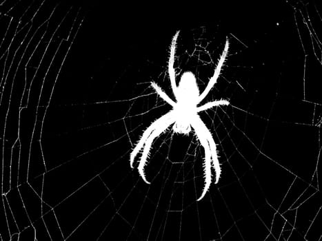 silhouette of spider on cobweb over black