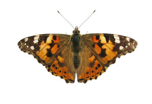 butterfly (Painted Lady) isolated on white