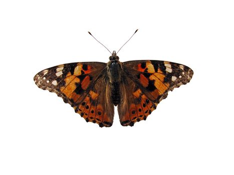 butterfly (Painted Lady) isolated on white