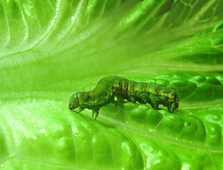 caterpillar on a green leaf