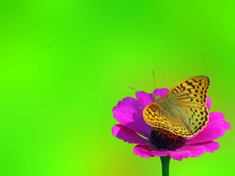 butterfly (Silver-washed Fritillary) sitting on flower (zinnia)