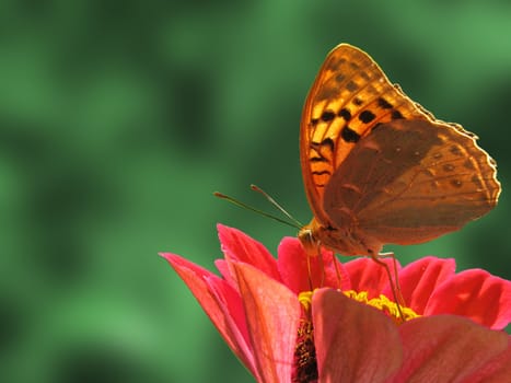 butterfly (Silver-washed Fritillary) sitting on flower (zinnia)