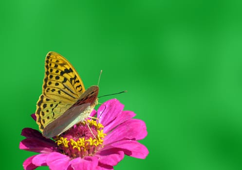 butterfly (Silver-washed Fritillary) sitting on flower (zinnia)