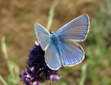 blue butterfly on a wild flower