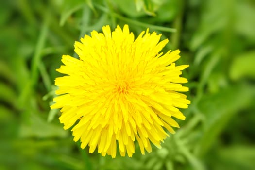 Yellow dandelion on a blurry green background