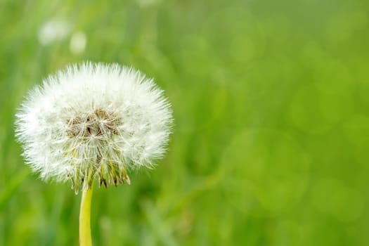 close up of Dandelion on background green grass