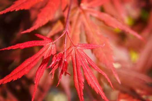 natural red maple leaf background with shallow focus