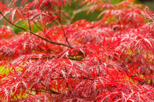 natural red maple leaf background with shallow focus