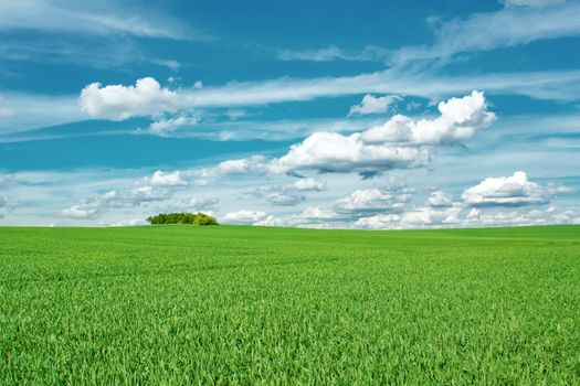 Beautiful summer rural landscape with green field and blue sky