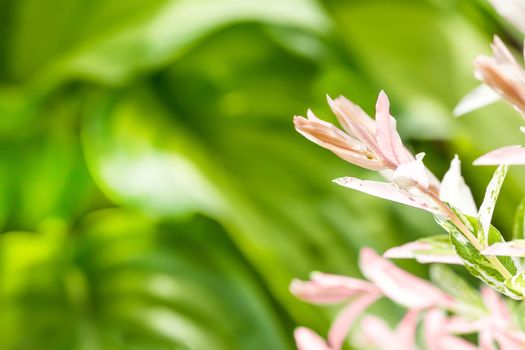 Summer background with blurred background and plant in front