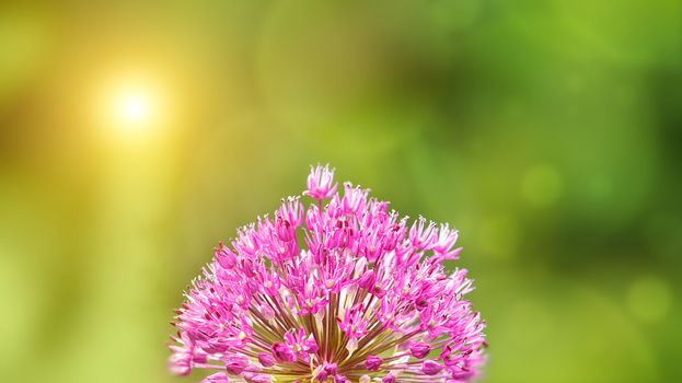 Summer background with blurred background and Allium flower in front