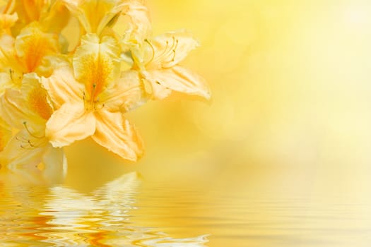 yellow rhododendron azalea with shallow focus water reflection and space for text