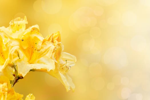 yellow rhododendron azalea with shallow focus bokeh and space for text