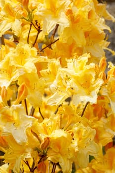 Yellow azalea rhododendron flowers full bloom in spring garden