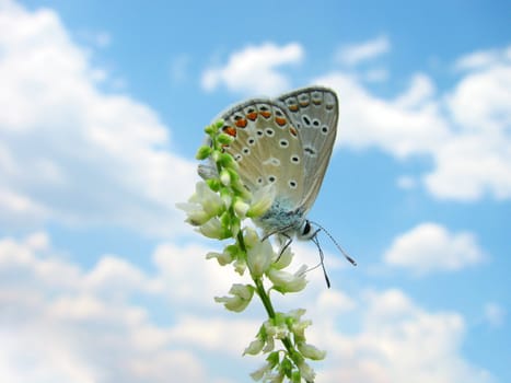 butterfly on a plant over sky