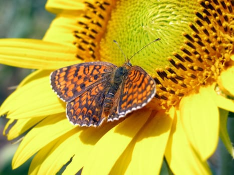 close up of butterfly on sunflower