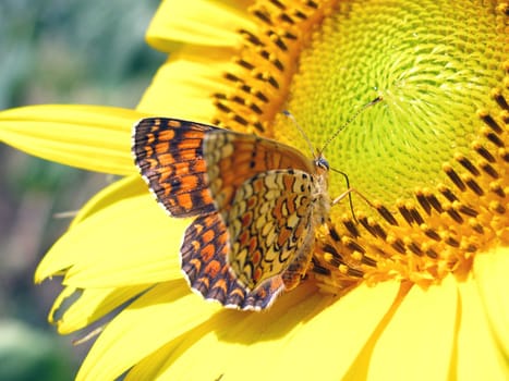 close up of butterfly on sunflower