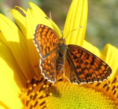 butterfly with opened wings on sunflower