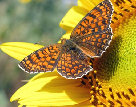 butterfly with opened wings on sunflower