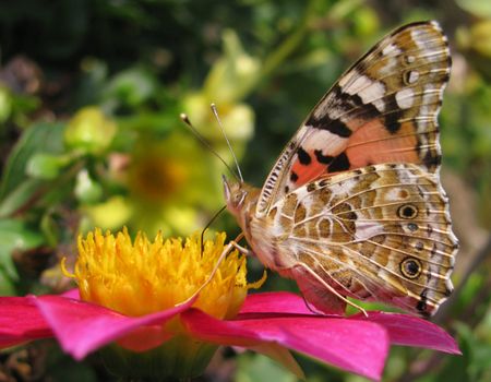 butterfly (Painted Lady) on flower