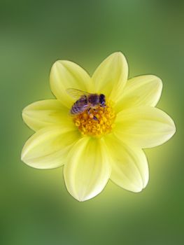 bee on flower