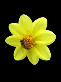 bee on yellow flower over black