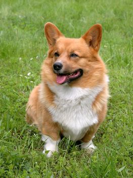 The portrait of Welsh Corgi Cardigan dog