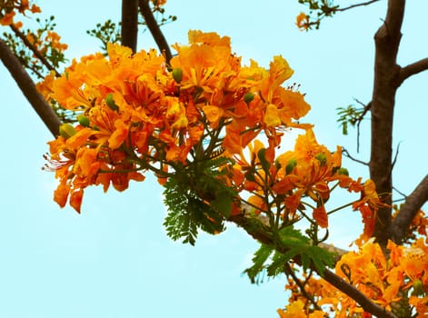 bouquet of flowers are blooming in the summer of Thailand