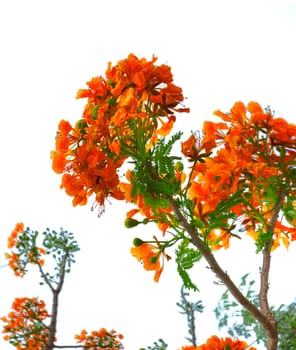 bouquet of flowers are blooming in the summer of Thailand