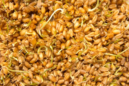 sprouted wheat as the background