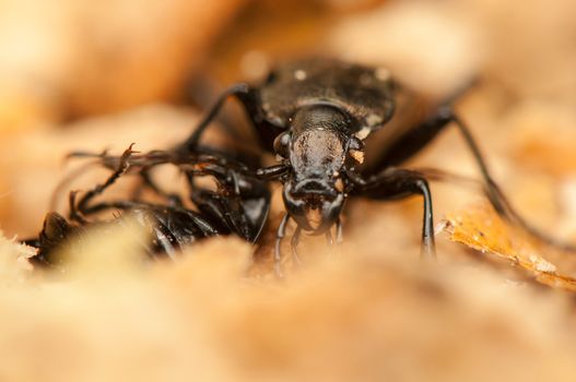 Carabus arvensis