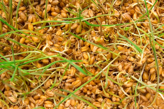 A macro closeup of wheat grass growing from the roots in the ground