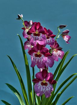 pink purple orchid with blue background