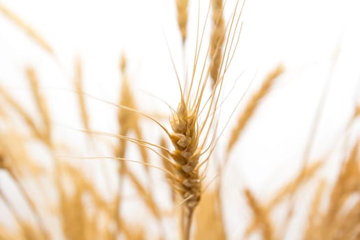 wheat as the background