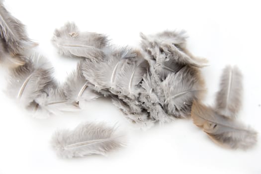 bird feathers on a white background