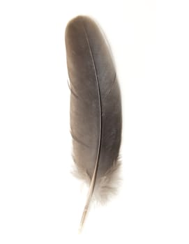 feather on white background 