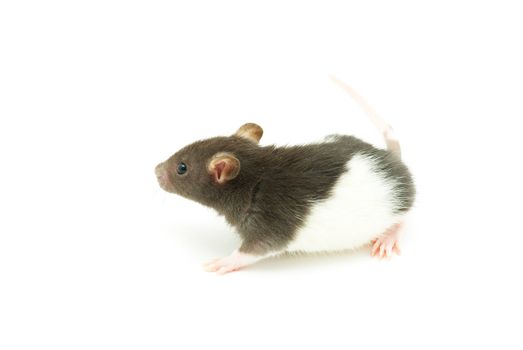 funny rat  isolated on white background