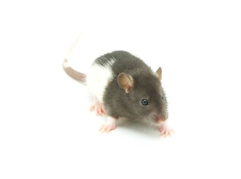 funny rat  isolated on white background