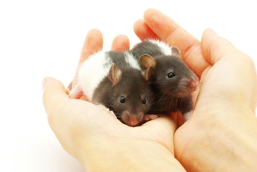 funny rat in hands  isolated on white background