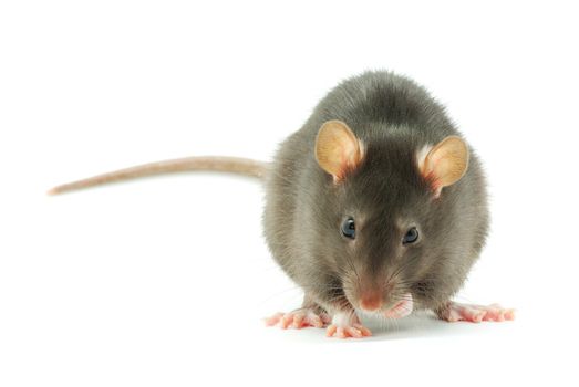 funny rat  isolated on white background