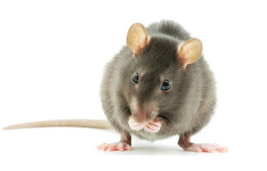 funny rat  isolated on white background