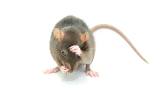 funny rat  isolated on white background