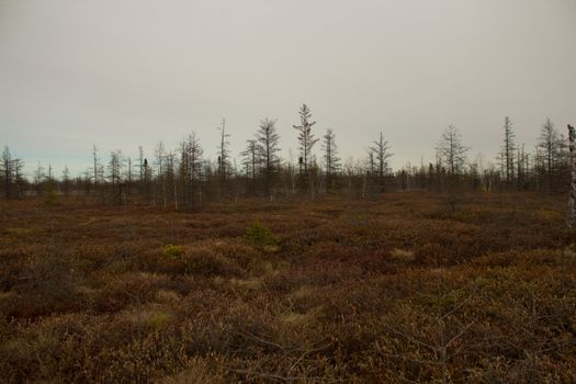 A peat moss conservation area.