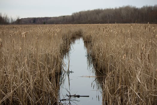 Bulrush plants in a tranquil marsh conservation area.