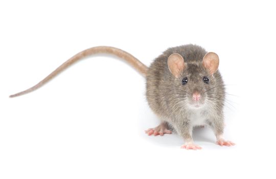 rat isolated on white background