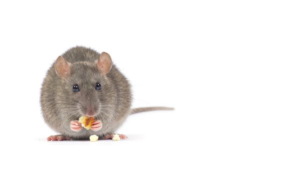 rat  isolated on white background