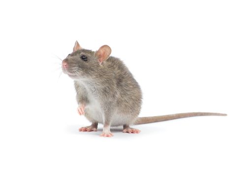 rat isolated on white background