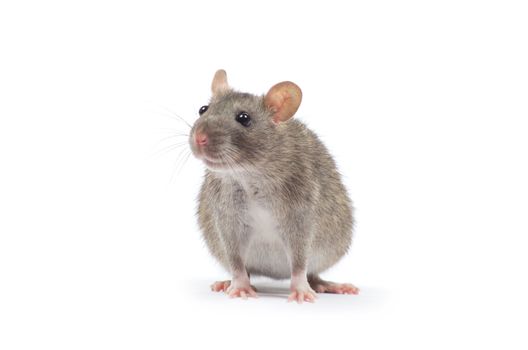 rat  isolated on white background
