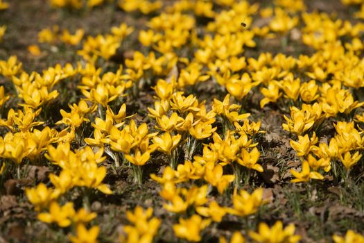 Crocus at springtime full frame